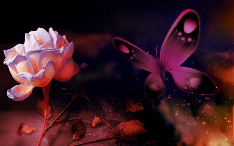 Rose and Butterfly — Purple