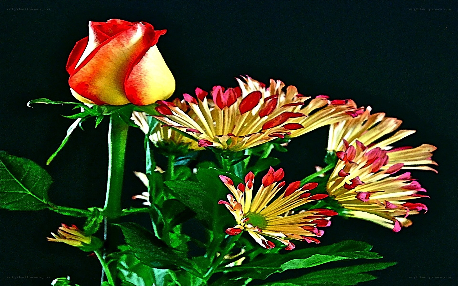 rose and chrysanthemums