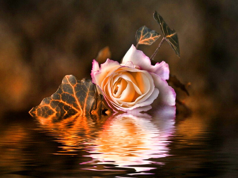 Rose and Ivy in Water
