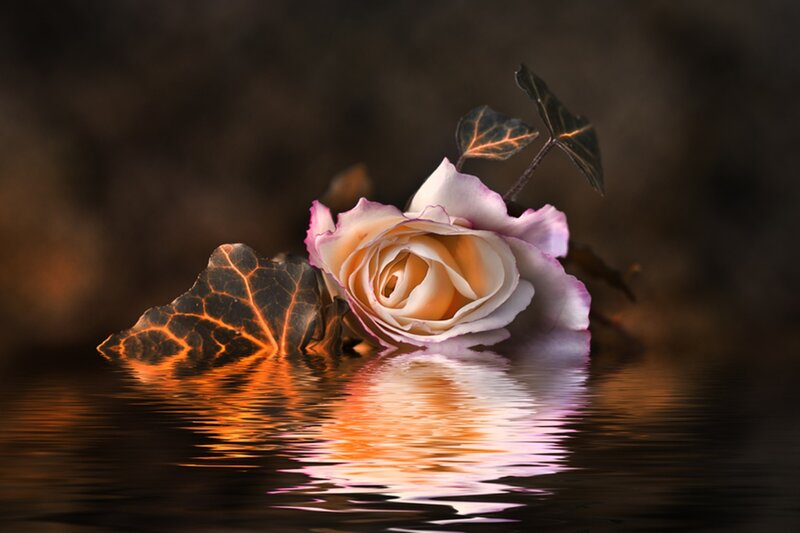 Rose and Ivy Leaf