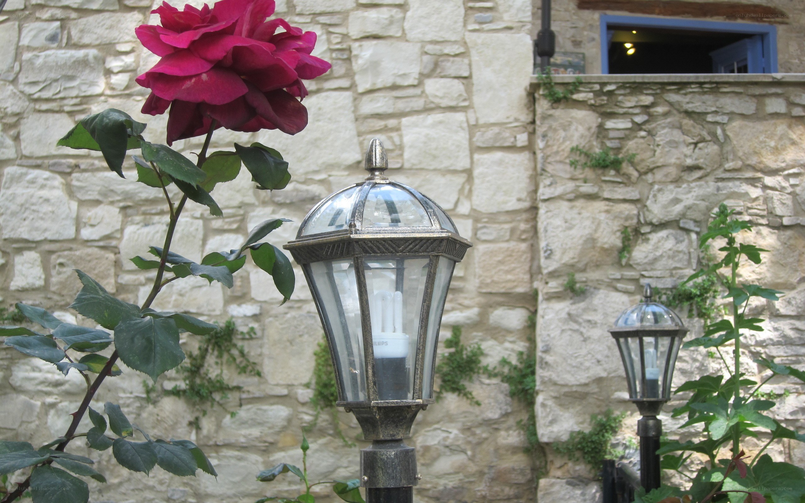 Rose and lanterns by stone wall