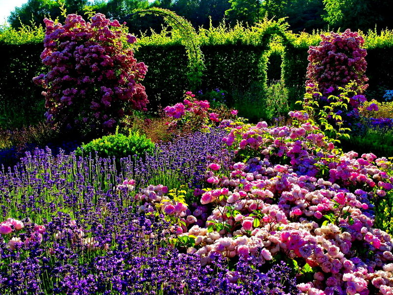 Rose and Lavender Garden