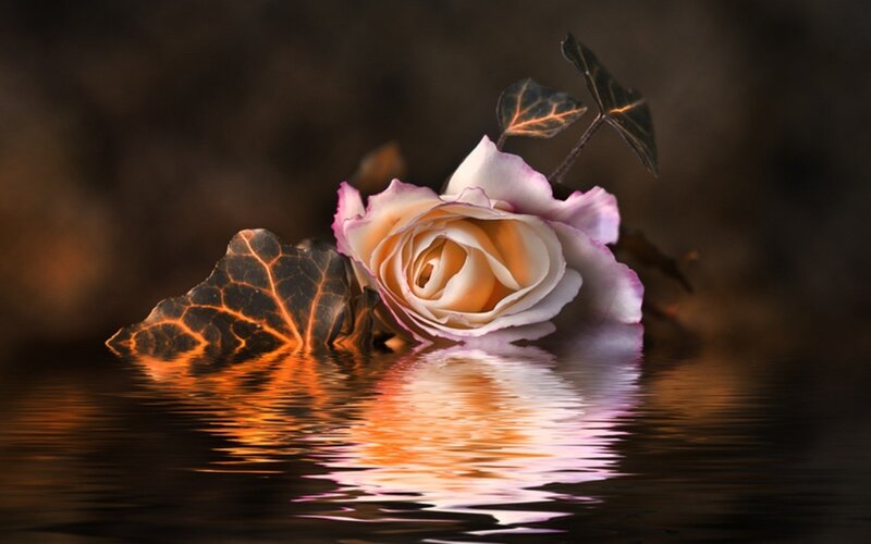 Rose and Leaves in Water — Brown