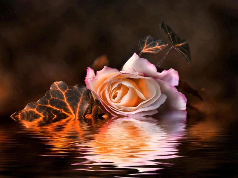 Rose and Leaves in Water — Orange, Serene