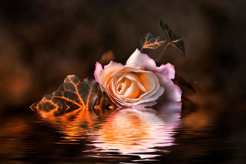 Rose and Leaves in Water — Orange