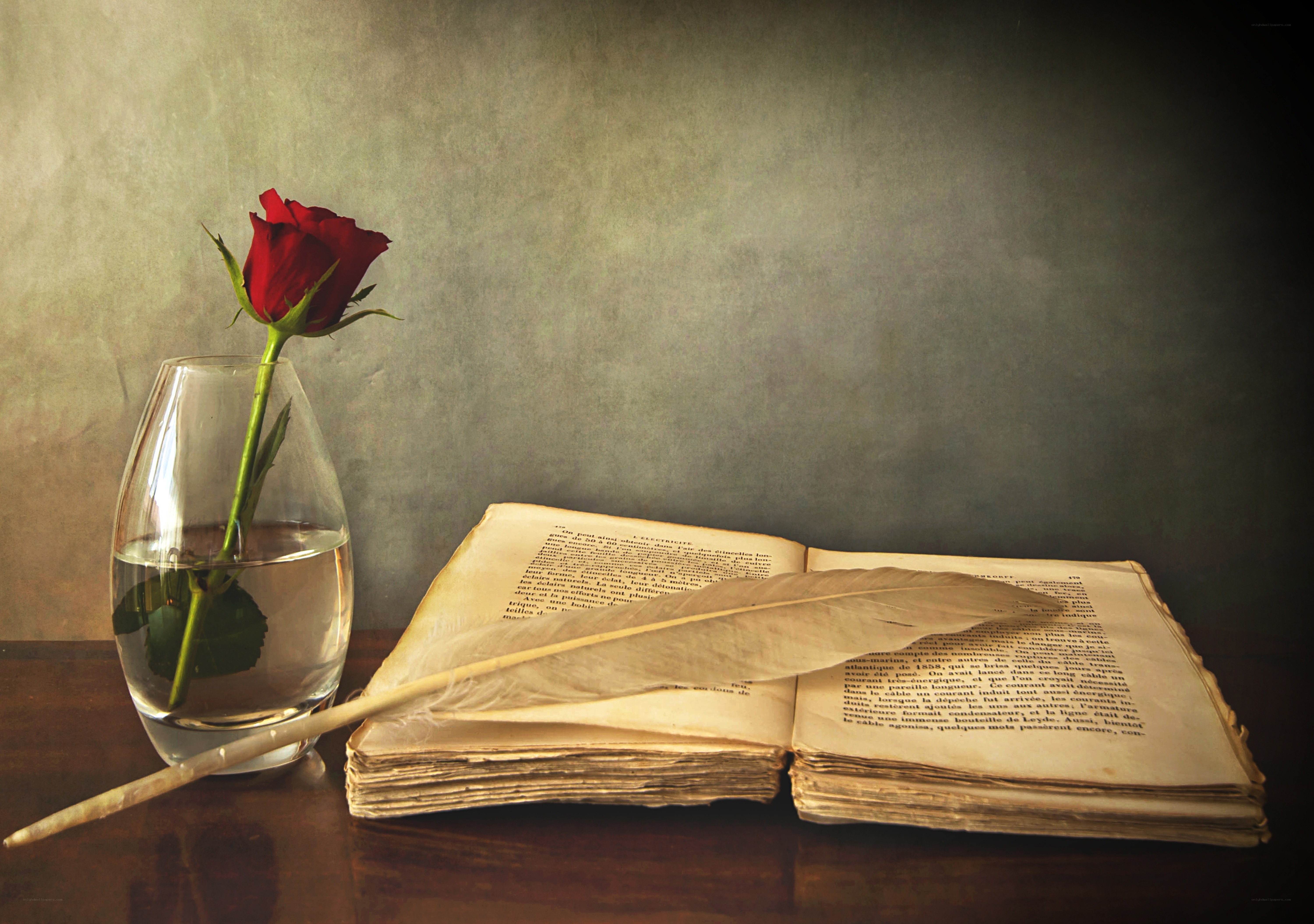 rose and old book still life