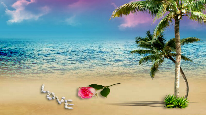 Rose and Palm Tree on Beach