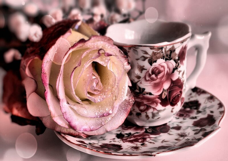 Rose and Teacup — Pink, Serene