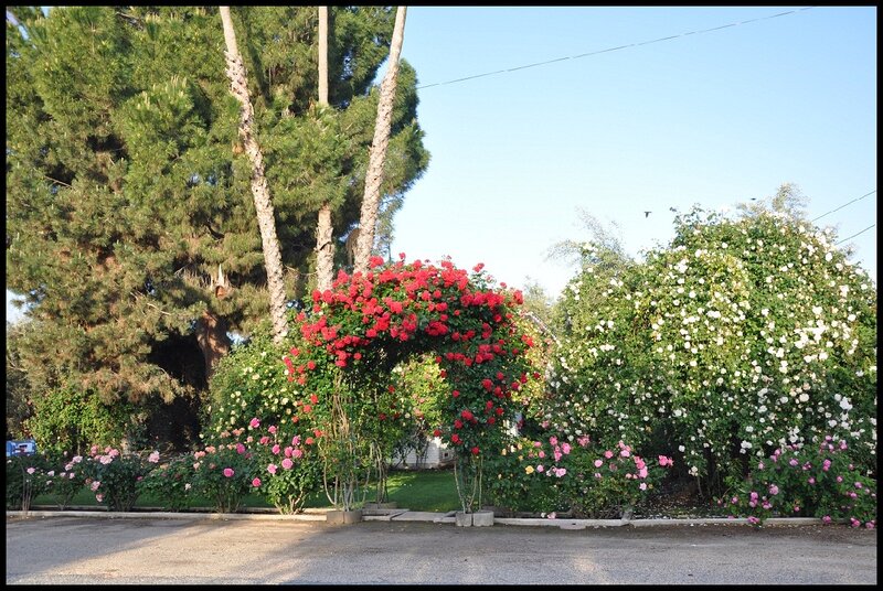 Rose Arbor in Garden — Green, Serene