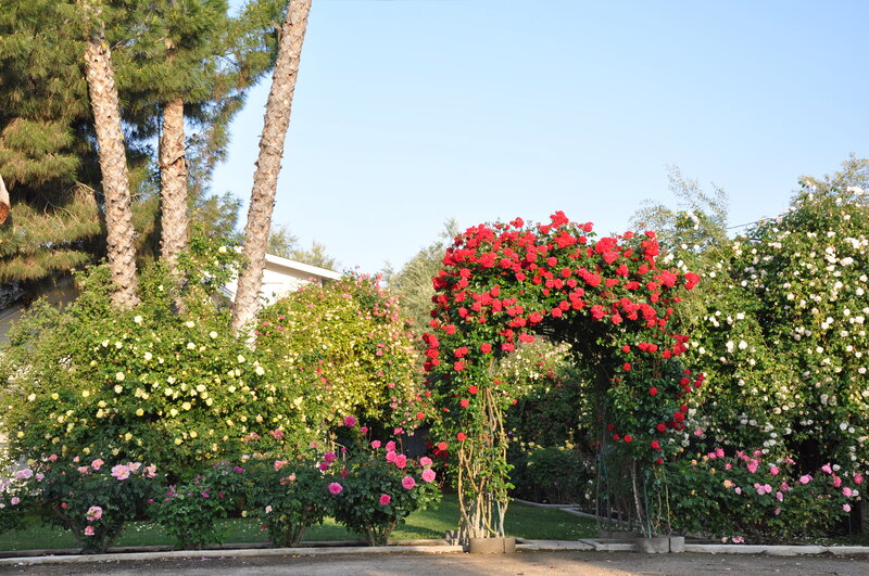 Rose Arbor in Garden — Green