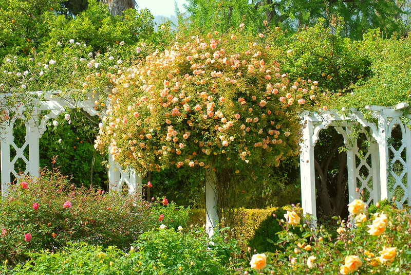 Rose Arbor in Garden