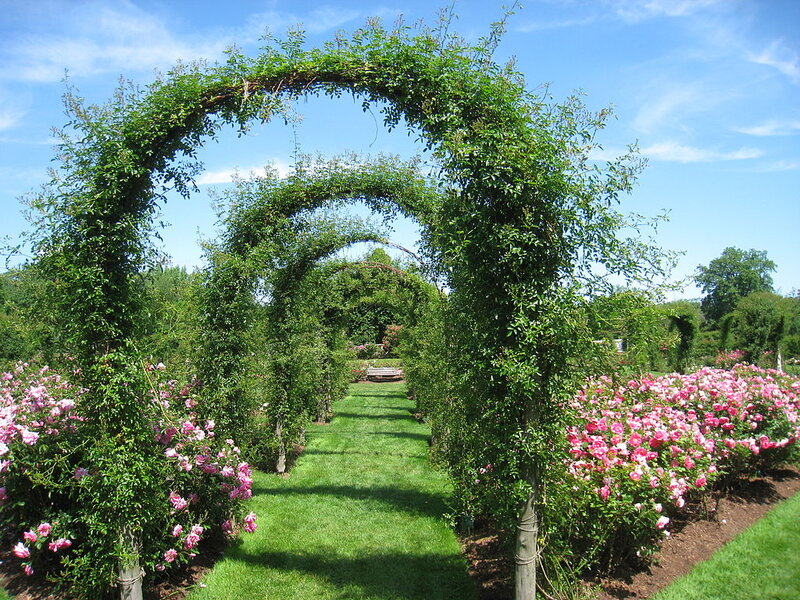 Rose Arbor Pathway — Green