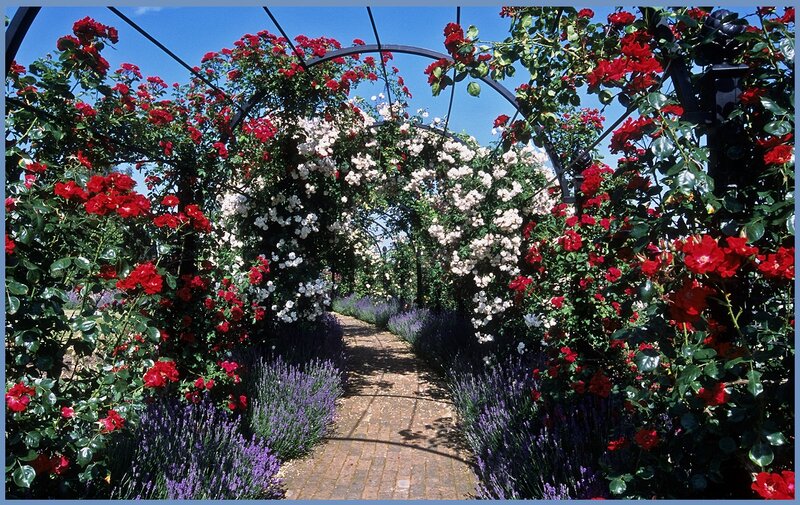 Rose Arbor Pathway — Red, Serene