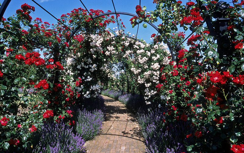 Rose Arbor Pathway — Red