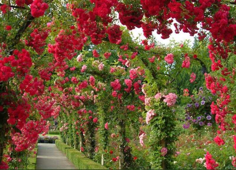 Rose Arbor Pathway