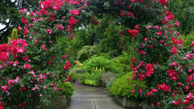 rose arch garden path