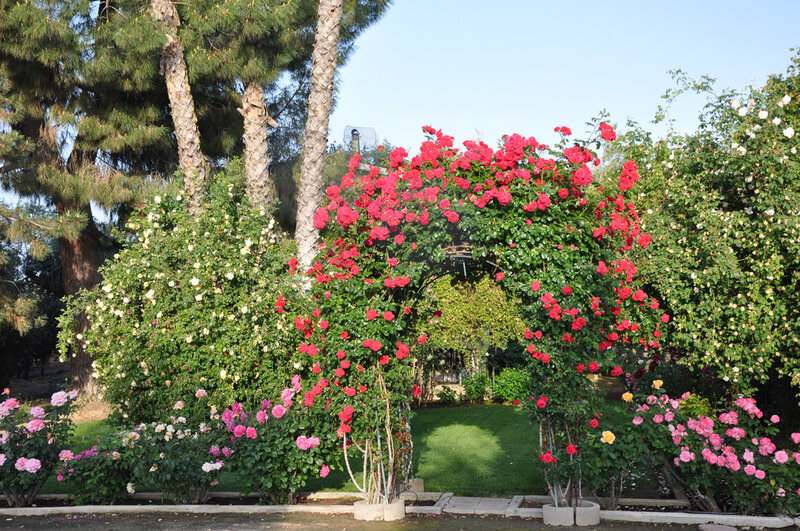 Rose Arch in Garden