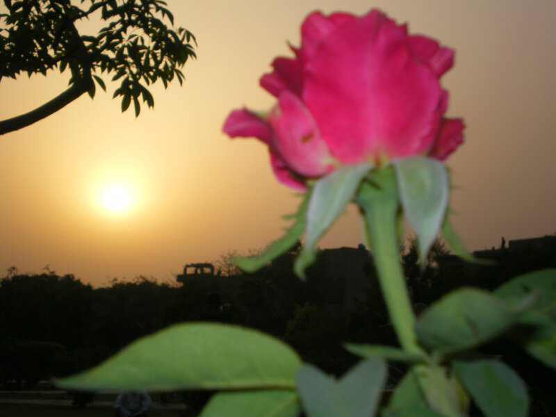 rose at sunset