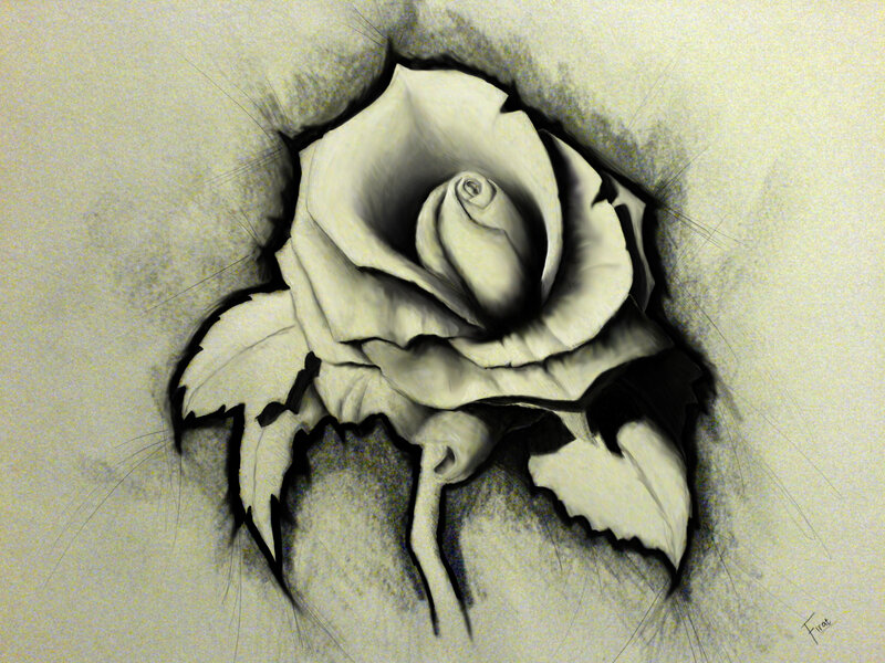 rose breaking through surface