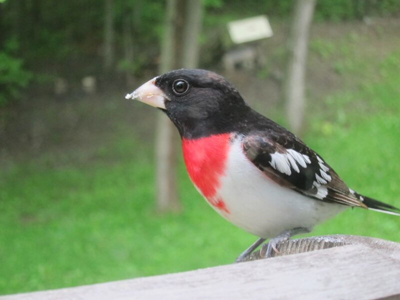 Rose-breasted Grosbeak — Black