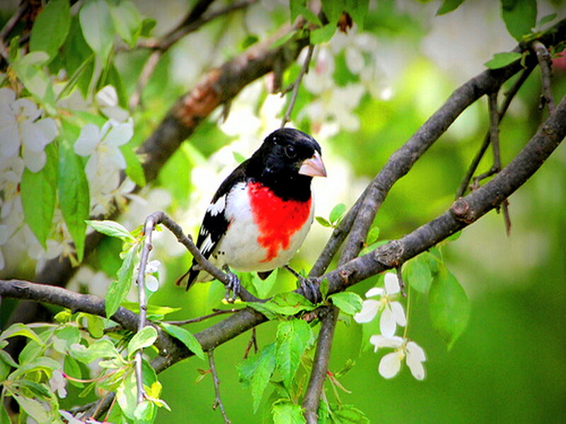 Rose-breasted Grosbeak — Green