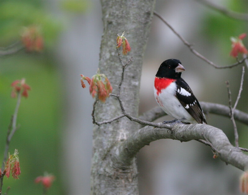 rose-breasted grosbeak on branch