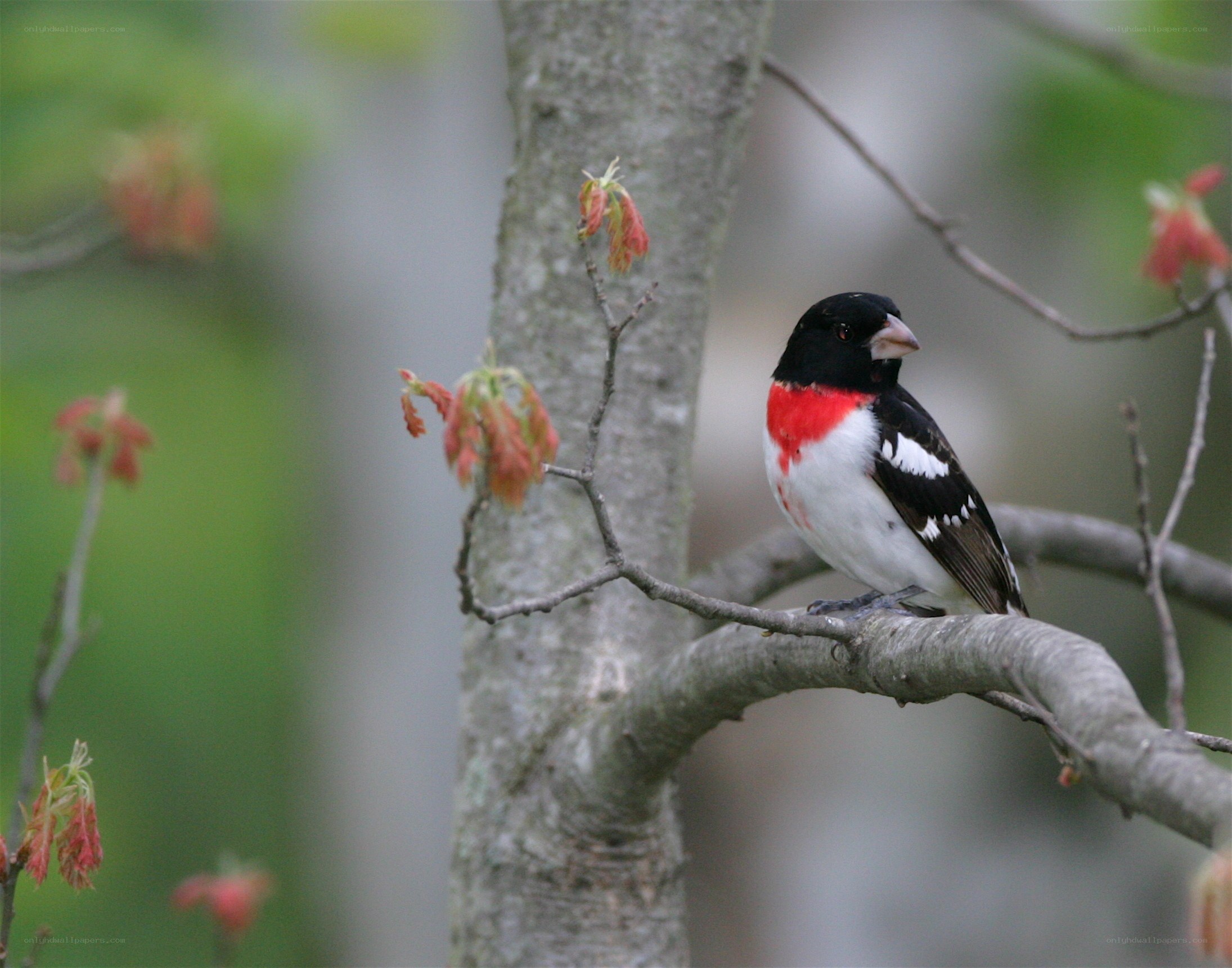 rose-breasted grosbeak on branch