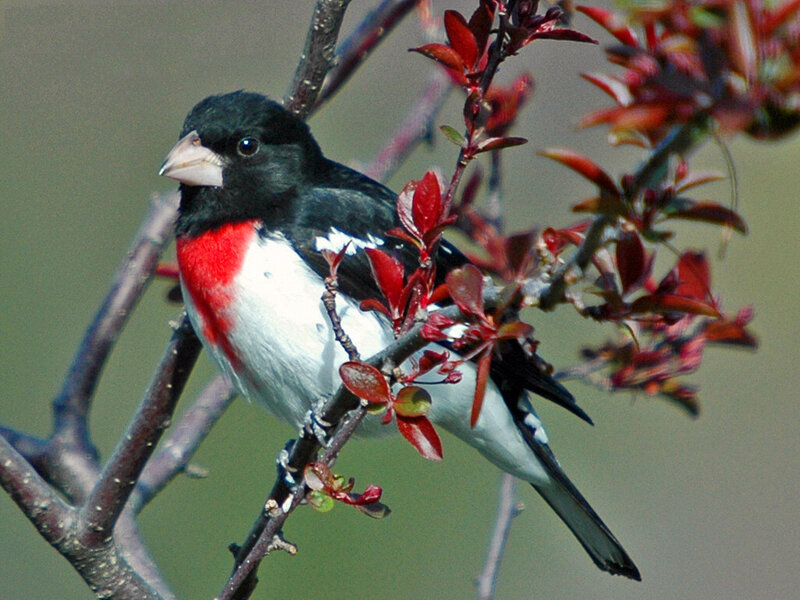 Rose-breasted Grosbeak