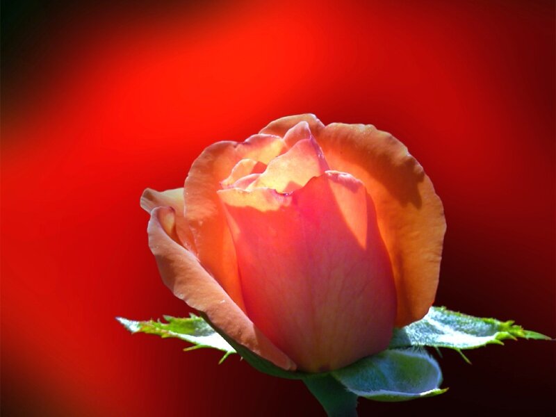 Rose Bud on Red Background