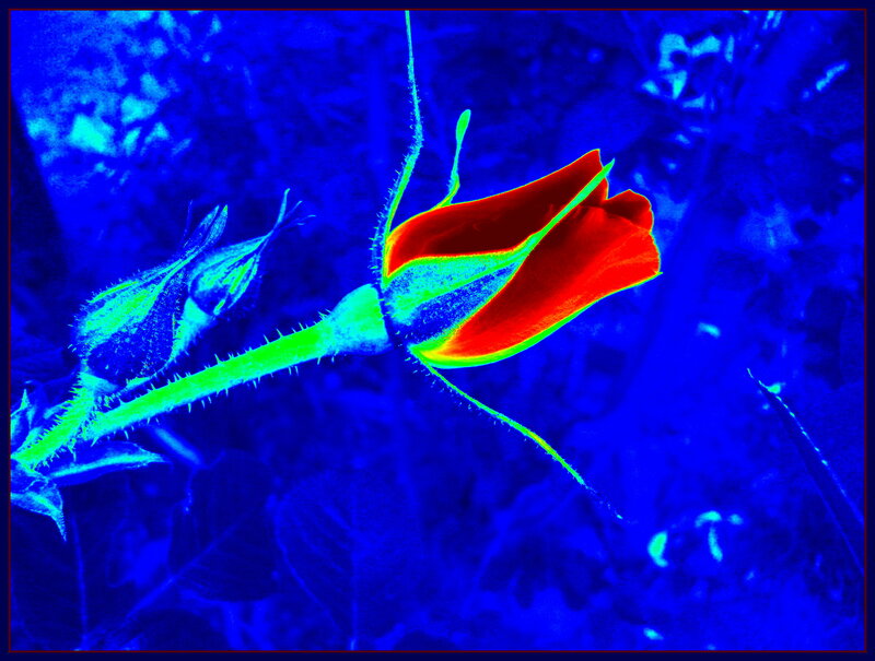 Rose Bud on Stem — Blue