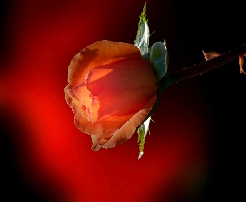 Rose Bud on Stem