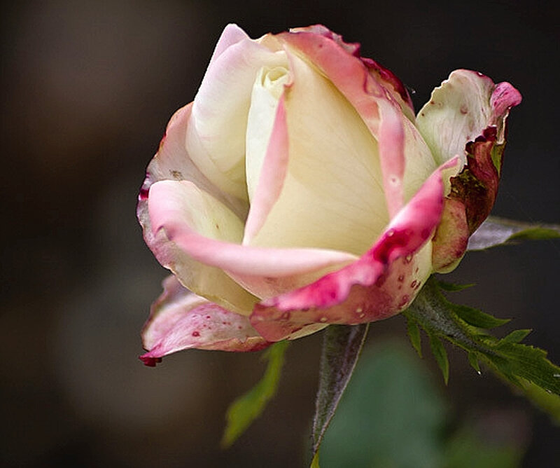 Rose Bud with Pink Edges