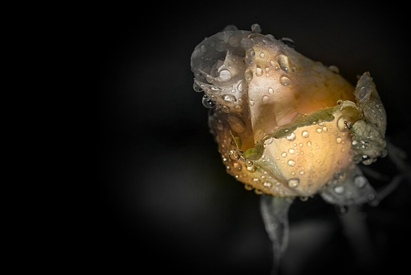 Rose Bud with Water Droplets — Black