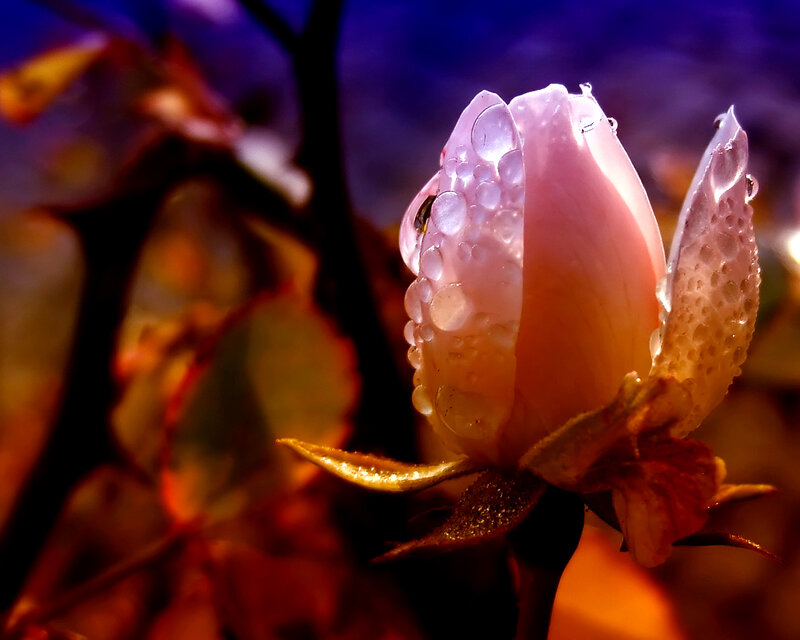 Rose Bud with Water Droplets — Pink