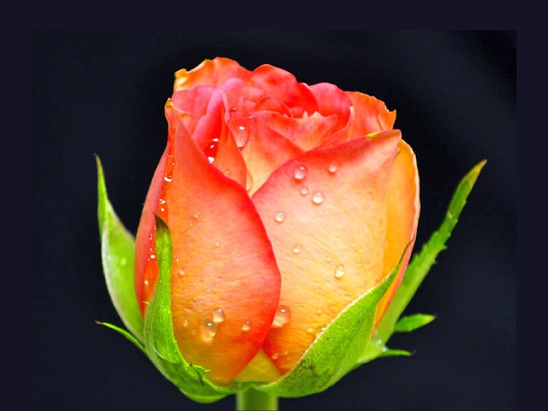 Rose Bud with Water Droplets