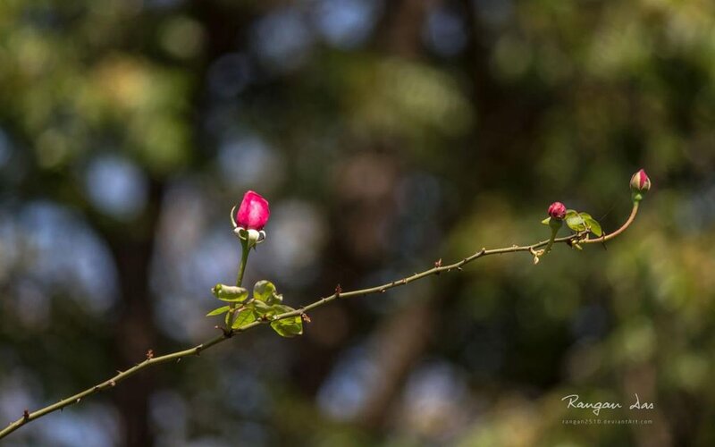 Rose Buds on a Branch