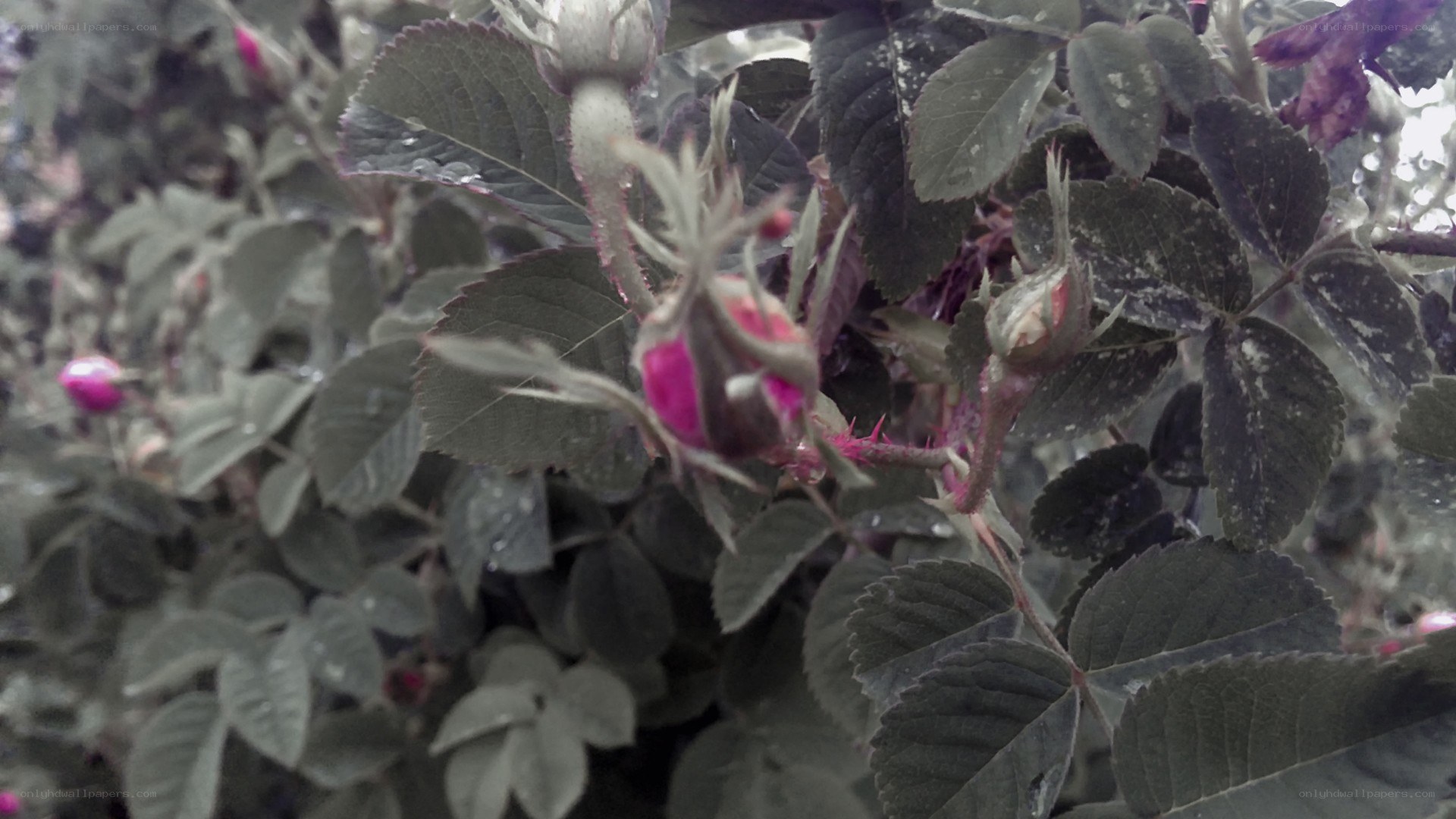 rose buds on a bush