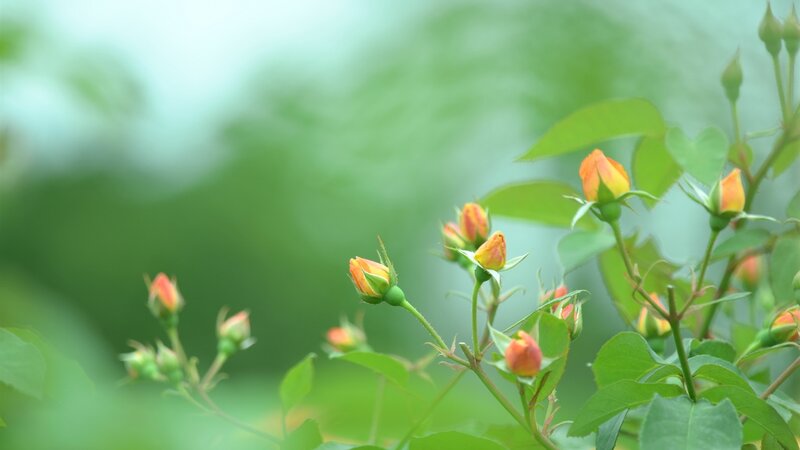 Rose Buds on a Stem