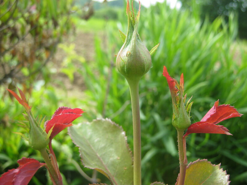 Rose Buds on Stems