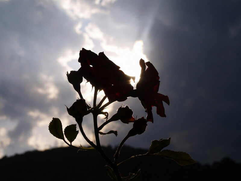Rose Bush Silhouette