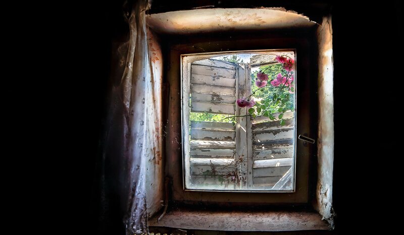 Rose Bush Through Window
