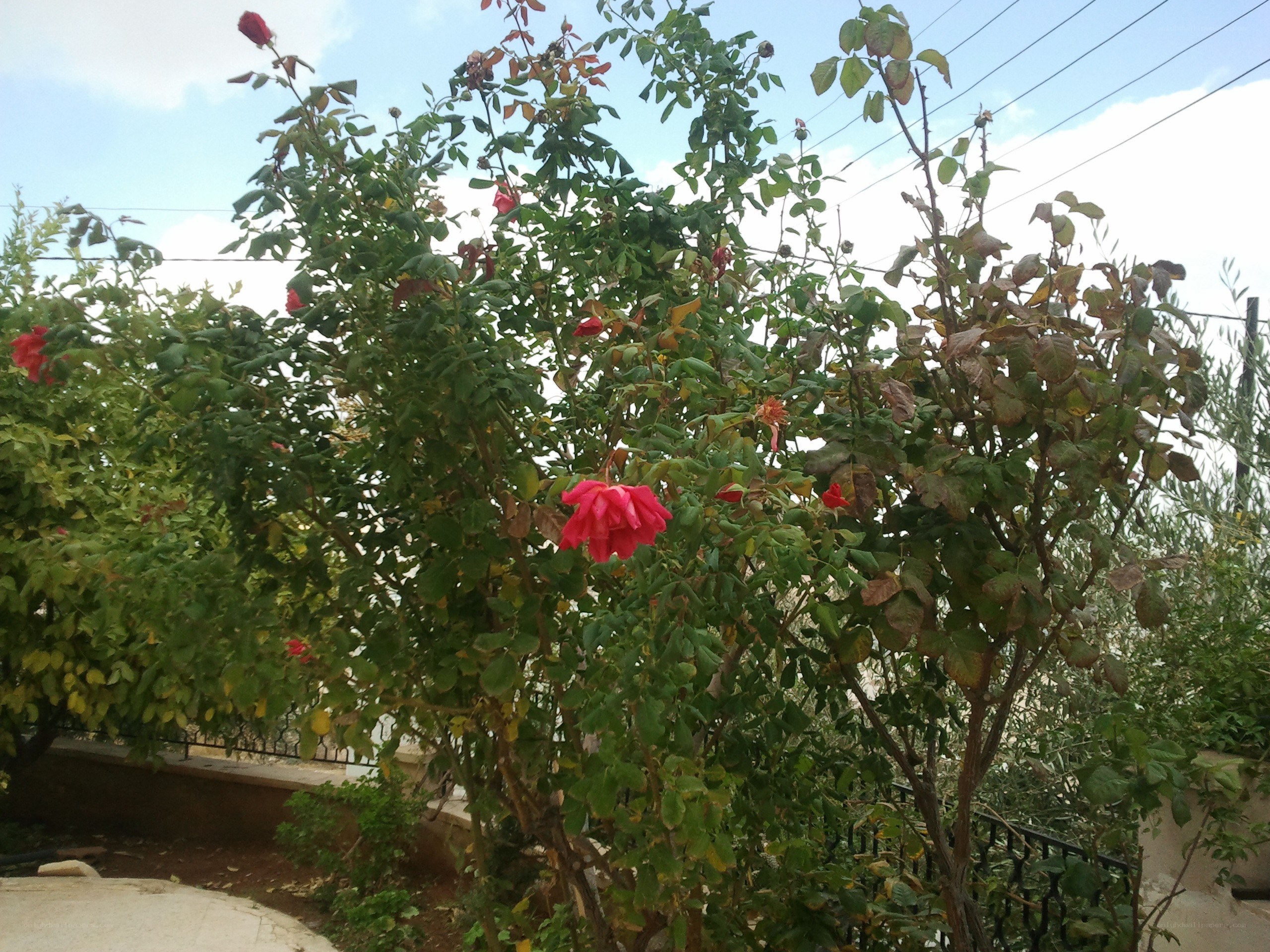 rose bushes in a garden