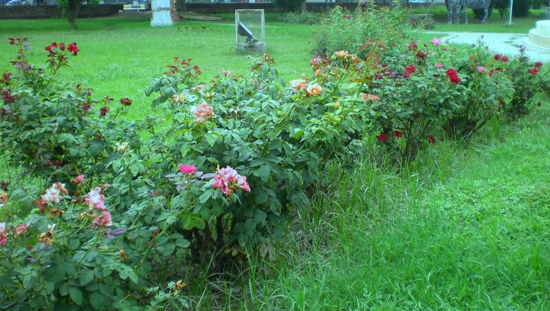 rose bushes in a park