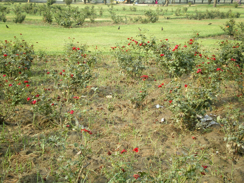 Rose bushes in a park