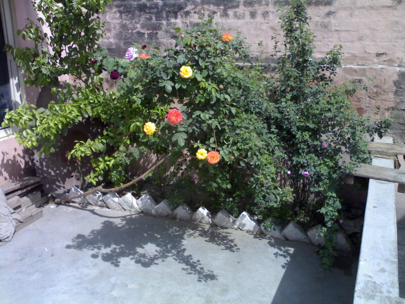Rose Bushes in Garden — Green, Calm