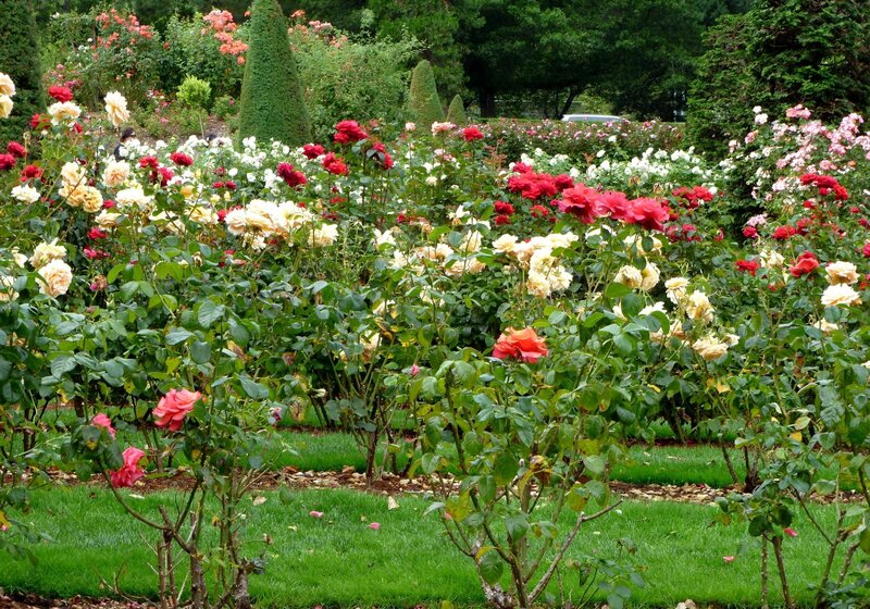 Rose Bushes in Garden — Green, Serene