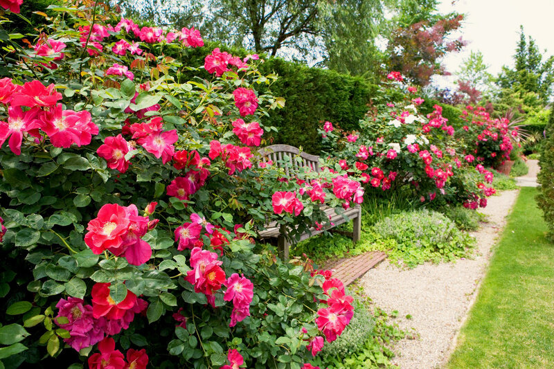 Rose Bushes in Garden — Pink