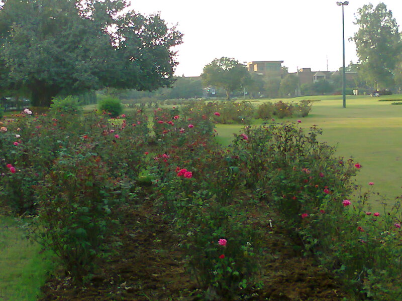 Rose Bushes in Garden