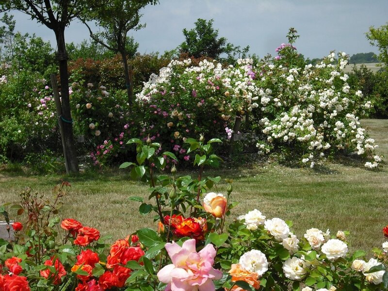 Rose Bushes in Garden — White