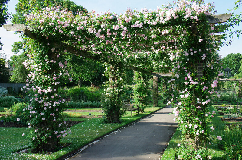 Rose-covered Arbor — Green, Serene, Afternoon, Photograph, Path, Bench
